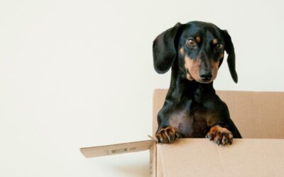 Moving House By Steve G