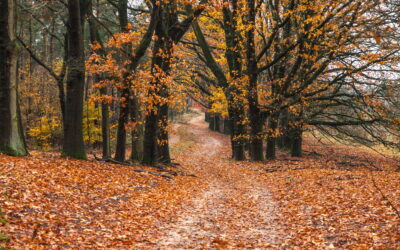 The Season of Change: Why September Can Feel Harder Than It Looks